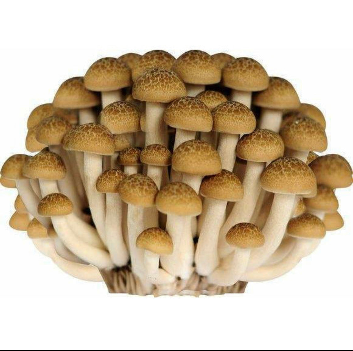 Mushroom - Topaz Mushroom 150g