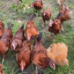 Free range on the farm! Free-range eggs, 12/dozen