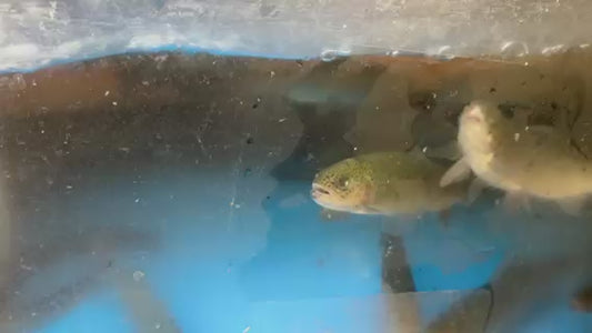 黑青斑鱼 （活的，现杀现送，约1.5 ～1.8LB/条，先收$18，按实际重量计价，多退少补