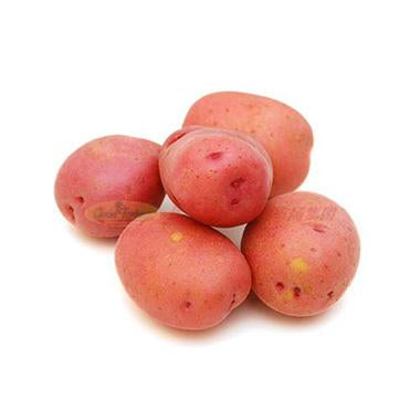 红土豆 1.5-1.75LB