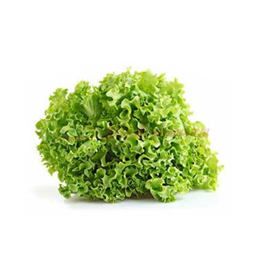 Lettuce-Roll Lettuce-/EA