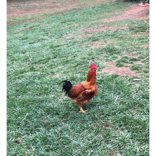 Farm [free-range rooster about 5.5 to 6 pounds] (killed and cleaned to leave internal organs)