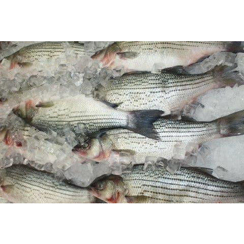 004 - Fresh Sea Bass (1.8-2.25 lbs)