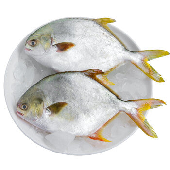 003-金鲳鱼 (1.5-1.75lbs)