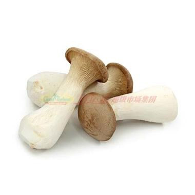 菇-王子菇 – Ginkgo Market