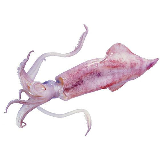 003 - fresh squid (about 2 lbs)