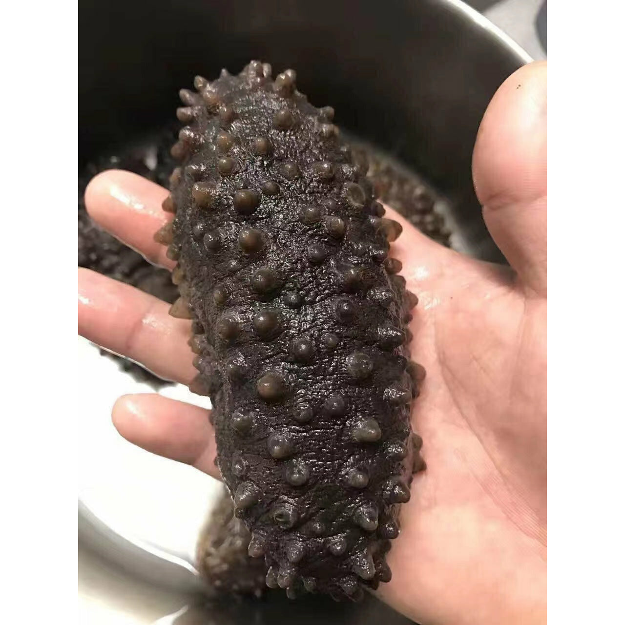 2- Sea cucumber dried, Mexican, wild, 1 lb