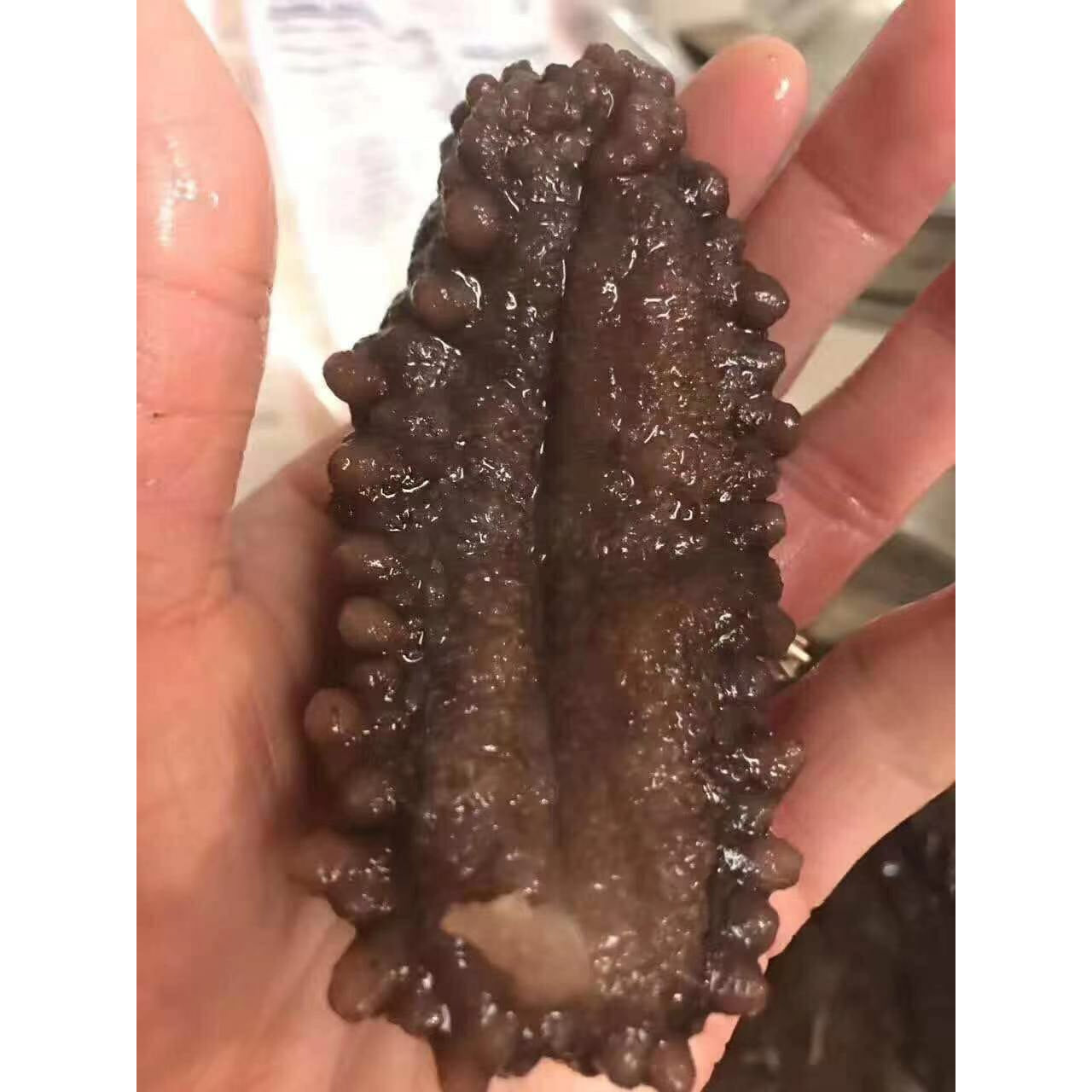 2- Sea cucumber dried, Mexican, wild, 1 lb