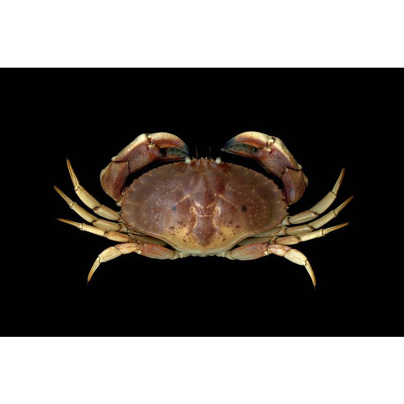 001-2 stone crabs (2.7~3) lbs