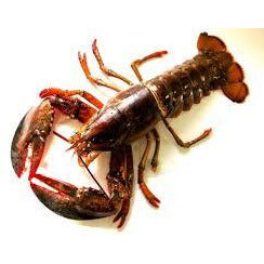 Canadian Crayfish - [1.25-1.5 lbs each]