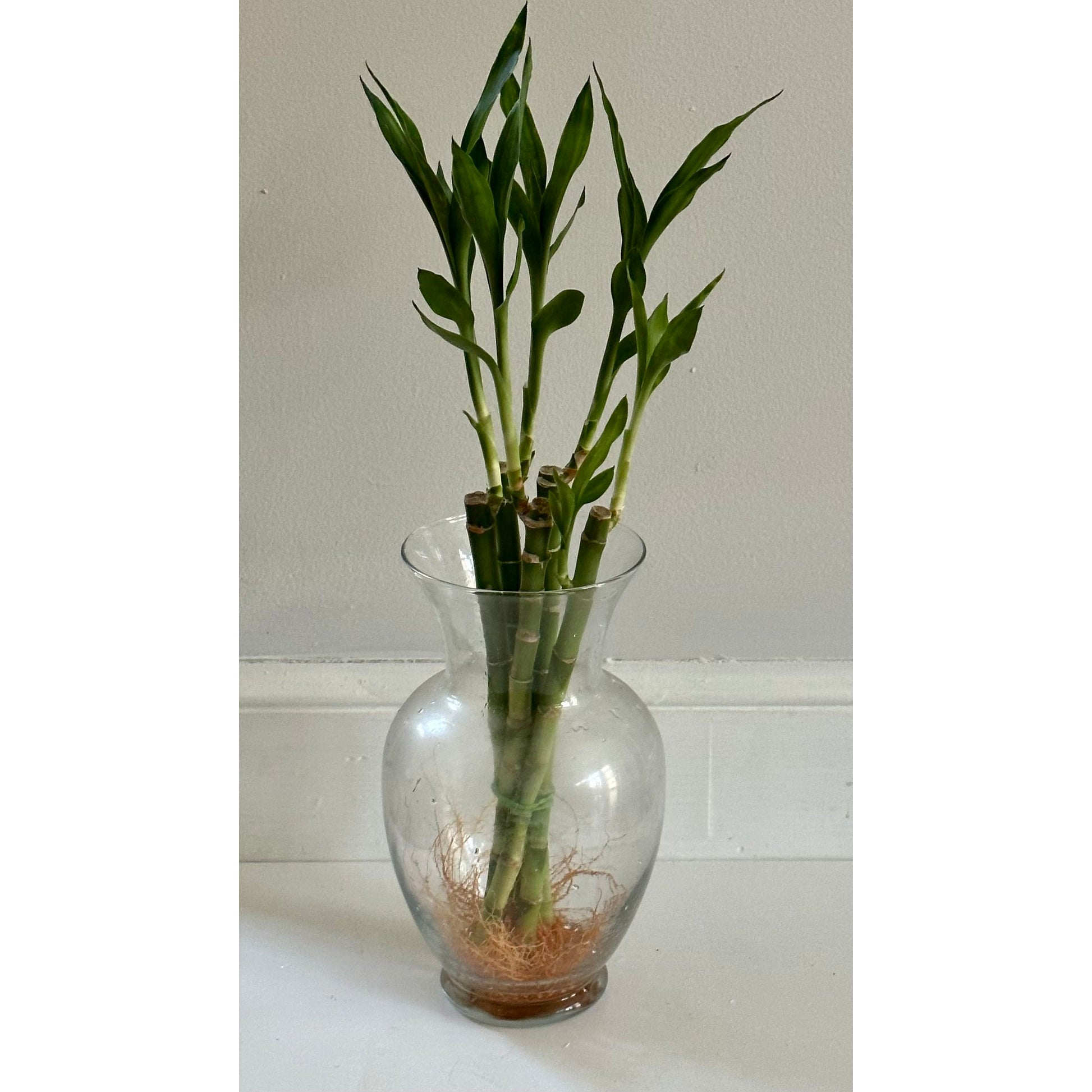 straight lucky bamboo Lucky bamboo (22” straight) – Ginkgo Market