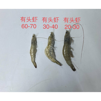 Head-on Shrimp #40-50