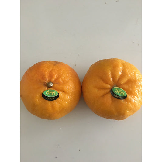 Super Sweet Israeli Tangerine ~ Orri, 5 lbs