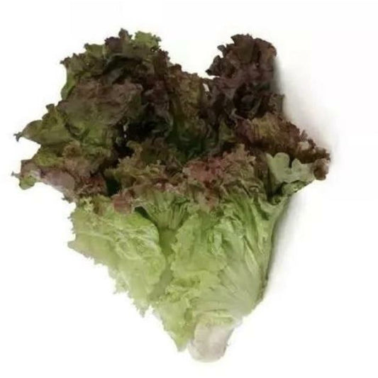 Lettuce-red leaf lettuce 1 piece