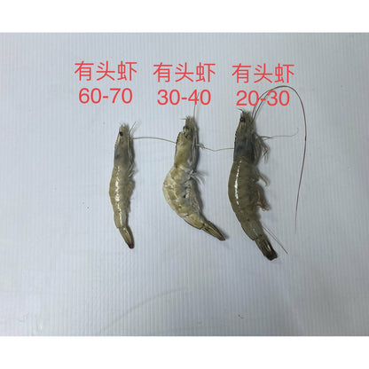 20-30 Extra Large - Head-on Shrimp