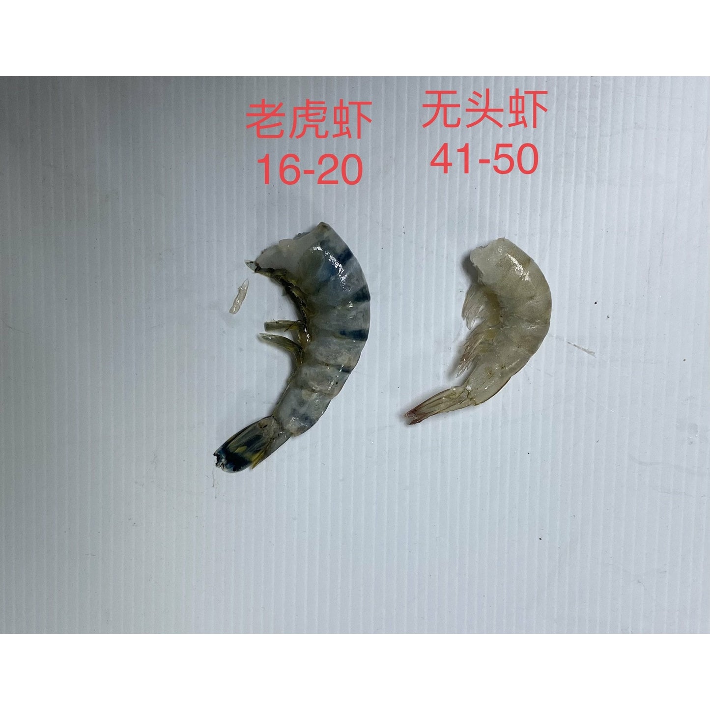 16-20 大老虎蝦  (0.8-1 lbs)