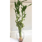 Lucky bamboo (about 30~33)" curved type