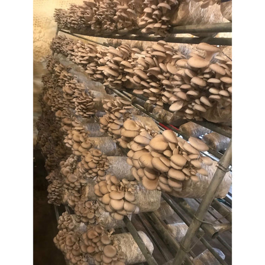 Organic shiitake mushrooms [about 1 lb]