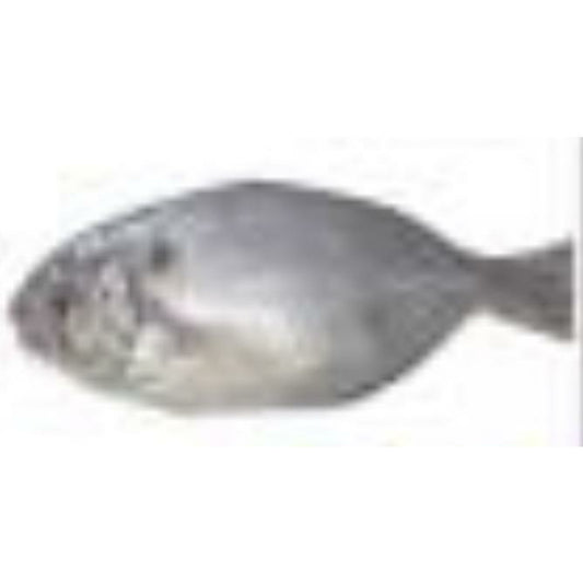 004-印度白鲳魚 1.75-2磅