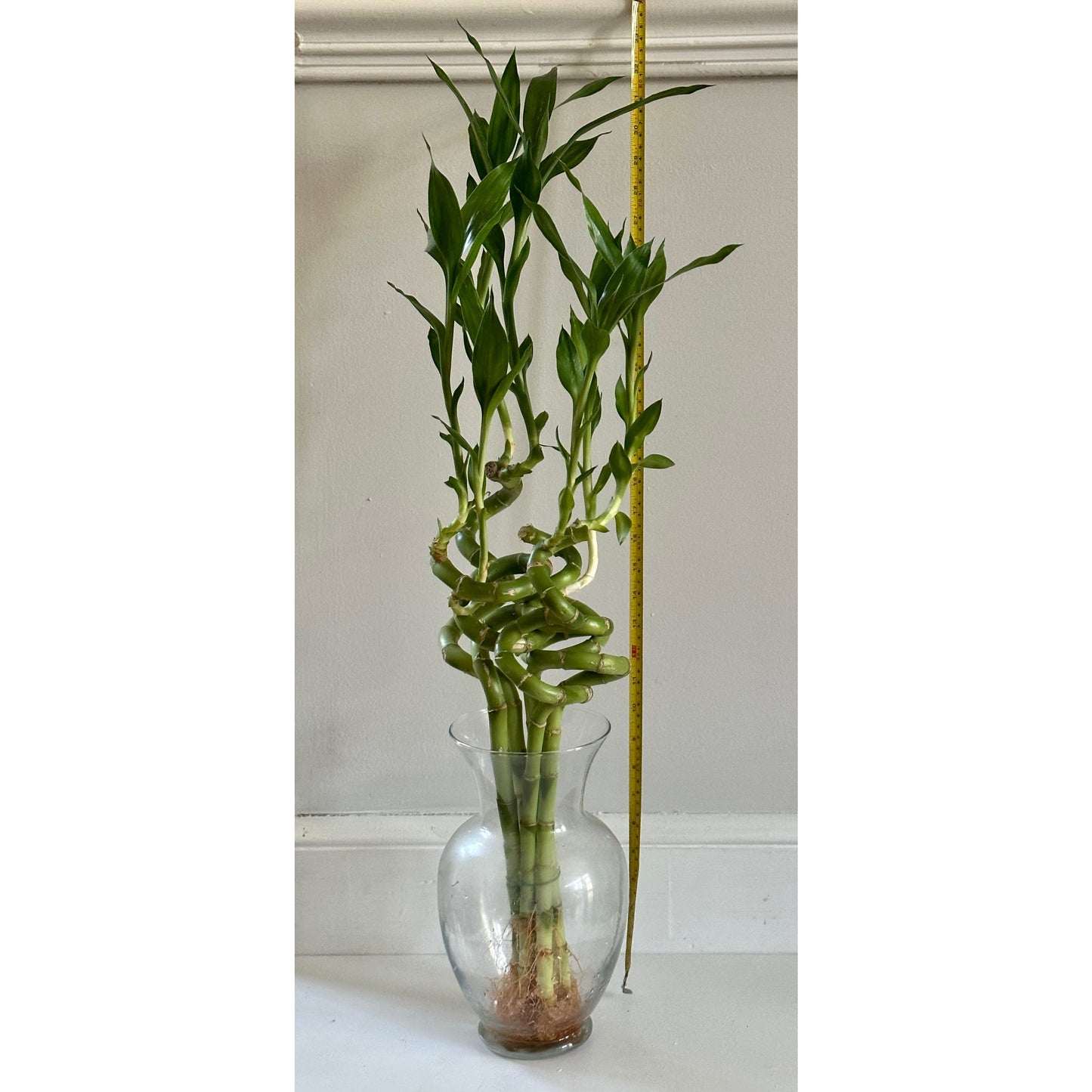 lucky bamboo manitowoc wi Lucky Bamboo (Approx. 30–33” Curved) – Ginkgo Market