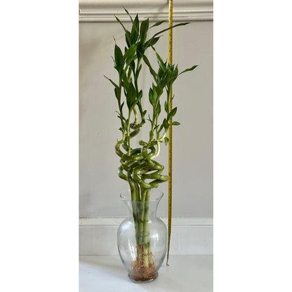 Lucky bamboo (about 30~33)" curved type