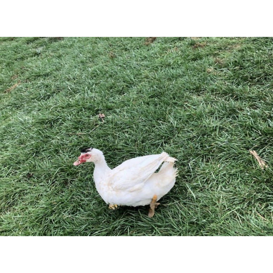 Farm [free-range male Muscovy Duck ~ about 7 to 7.5 pounds] (killed now and delivered ~ clean and leave the internal organs)