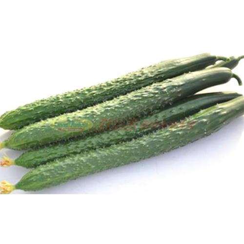 Tianjin cucumber [about 1.8-2.2 lbs]