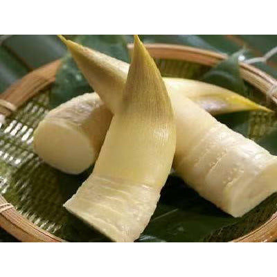 Winter bamboo shoots, about 1.5 lbs