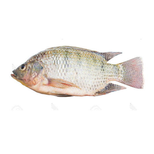 Swimming side fish 1.2-1.5lb (scrape the lin during delivery ~ clean the internal organs)