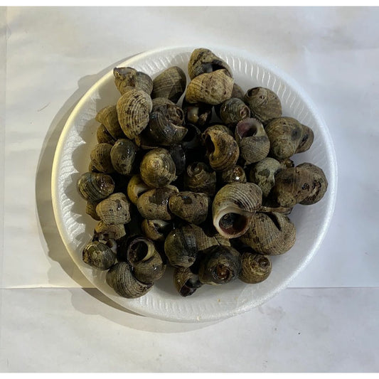 002 - Live Rock Snails (tail removed) 1.75-2 lb